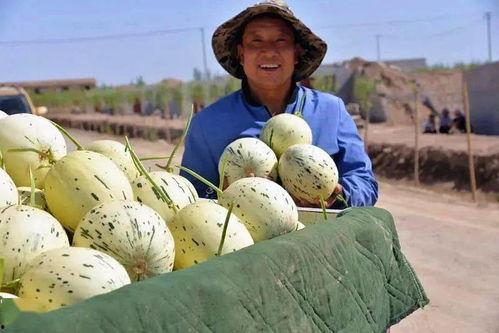 瓜州能不能免费吃瓜,免费瓜果盛宴，尽享甜蜜时光  第2张