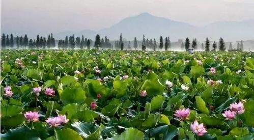 莲花县最新爆料,揭秘当地发展新动态与民生亮点  第2张